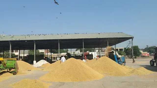 फरीदकोट की मंडियों में धान की बंपर आवक, जल्द शुरू होगी सरकारी खरीद

